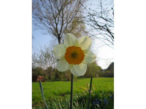 Frühling läßt sein blaues Band -
Wieder flattern durch die Lüfte;
Süße, wohlbekannte Düfte -
Streifen ahnungsvoll das Land.
Veilchen träumen schon,
Wollen balde kommen.
– Horch, von fern ein leiser Harfenton!
Frühling, ja du bist's!
Dich hab ich vernommen!
Eduard Mörike (1804 – 1875) Frühling läßt sein blaues Band -
Wieder flattern durch die Lüfte;
Süße, wohlbekannte Düfte -
Streifen ahnungsvoll das Land.
Veilchen träumen schon,
Wollen balde kommen.
– Horch, von fern ein leiser Harfenton!
Frühling, ja du bist's!
Dich hab ich vernommen!
Eduard Mörike (1804 – 1875)