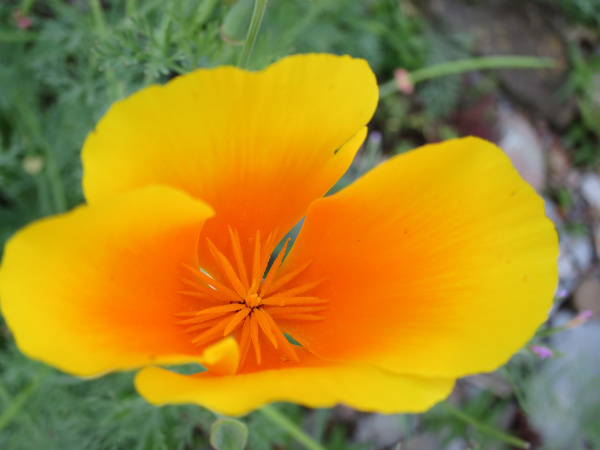 Was der Sonnenschein für die Blumen ist, das sind lachende Gesichter für die Menschen. (Joseph Addison) Was der Sonnenschein für die Blumen ist, das sind lachende Gesichter für die Menschen. (Joseph Addison)