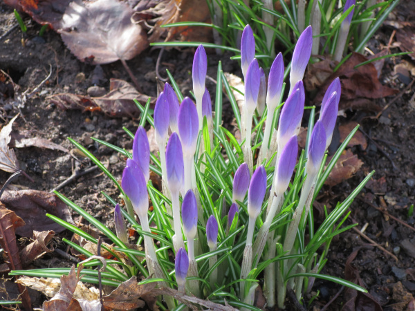 März 2017: Es wird Frühling März 2017: Es wird Frühling