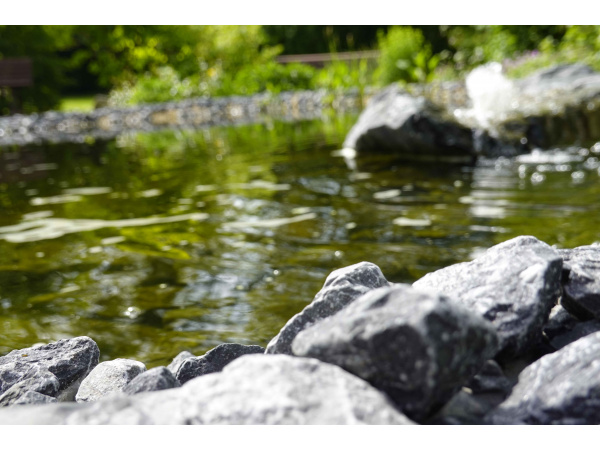 Teich Juni 2020 Teich Juni 2020