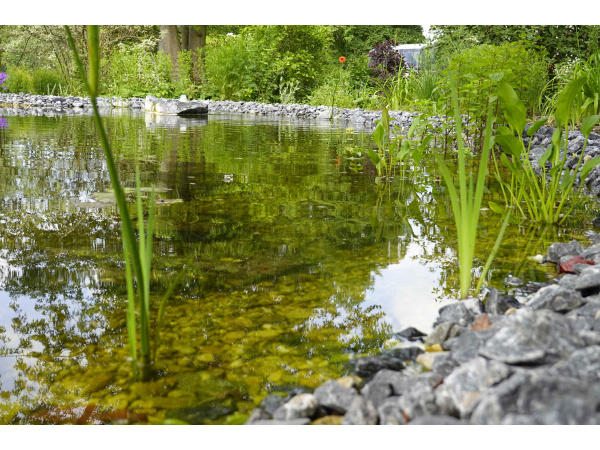 Teich Juni 2020 Teich Juni 2020